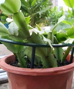 Alternative view of De Jaulas de Soporte para Plantas Ajustables de Plástico –
